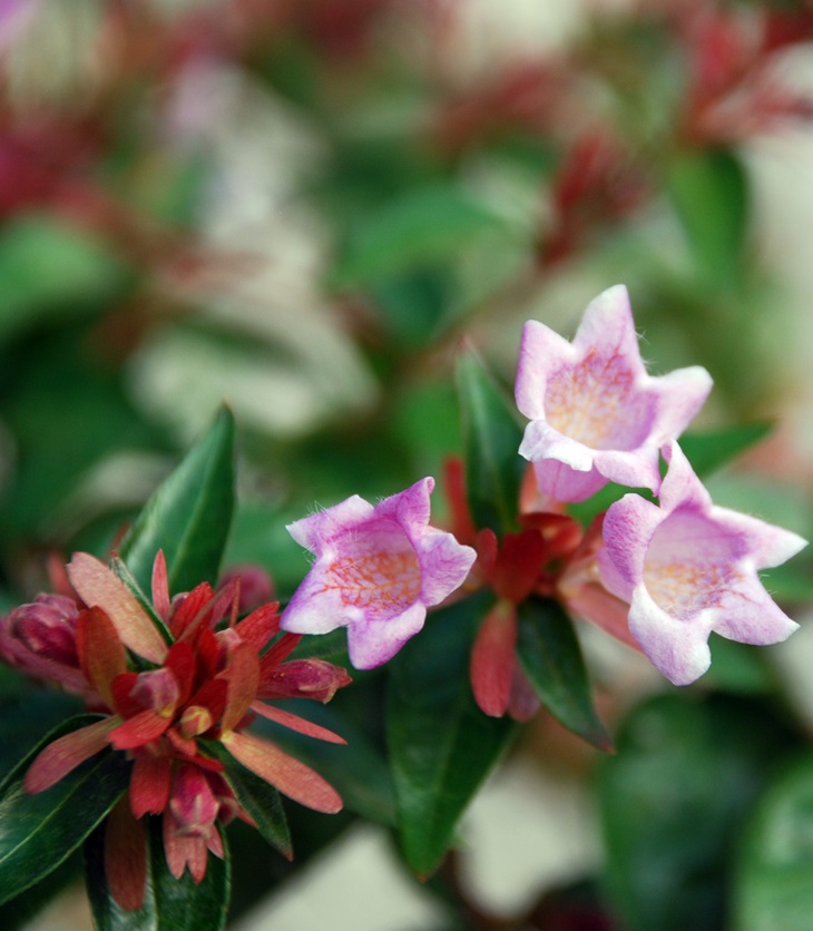 Agatha Raisin y el manantial de la muerte&nbsp;(1998)