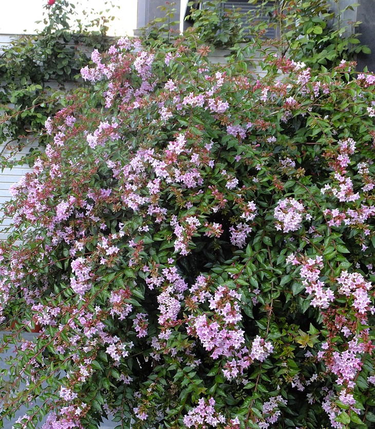 M. C. Beaton&nbsp;(1936-2019)