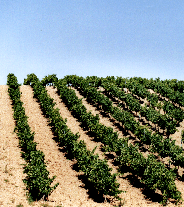 Te esperaré solo a ti&nbsp;(2014)