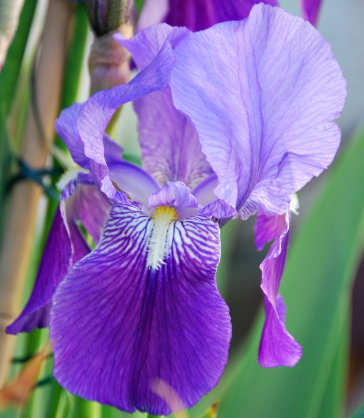 El bazar de los sueños&nbsp;(2004)