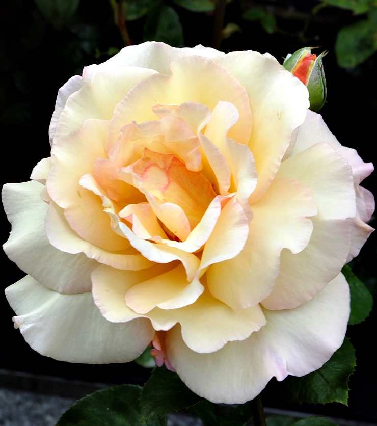 La fuerza del&nbsp;sentimiento