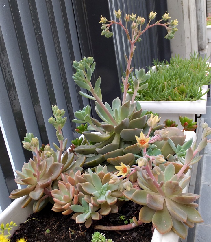 Plantas 2018. Patios&nbsp;interiores.