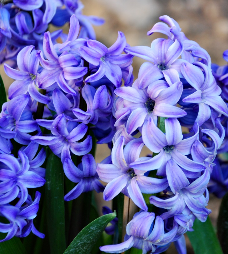 Penelope Fitzgerald (1916-2000)