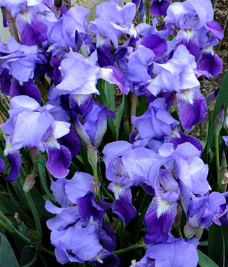 Yo antes de ti&nbsp;(2012)