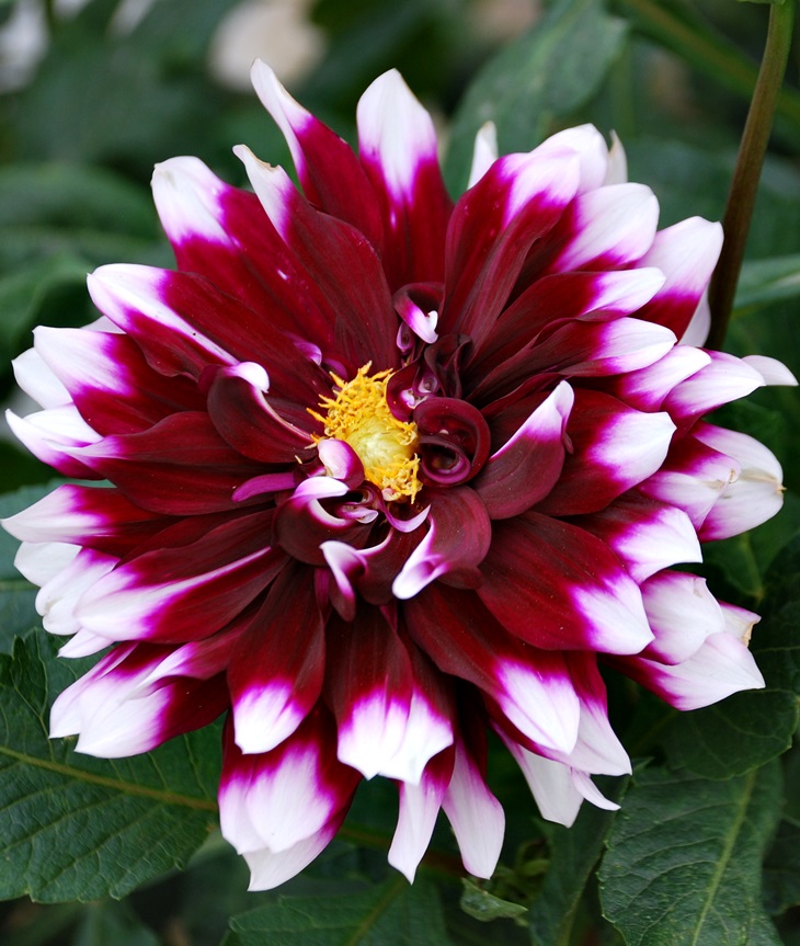 Elísabet Benavent (1984)