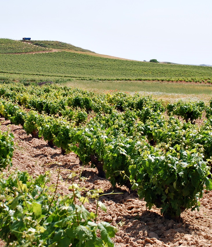 Entre viñedos (2013)