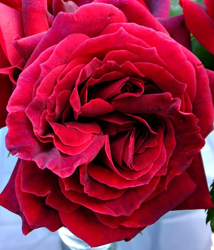 Megan Maxwell (1965)