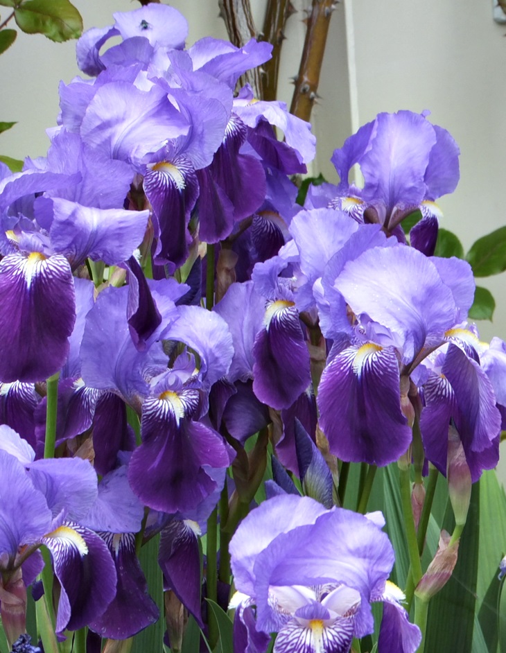 Regreso a Irlanda&nbsp;(2002)