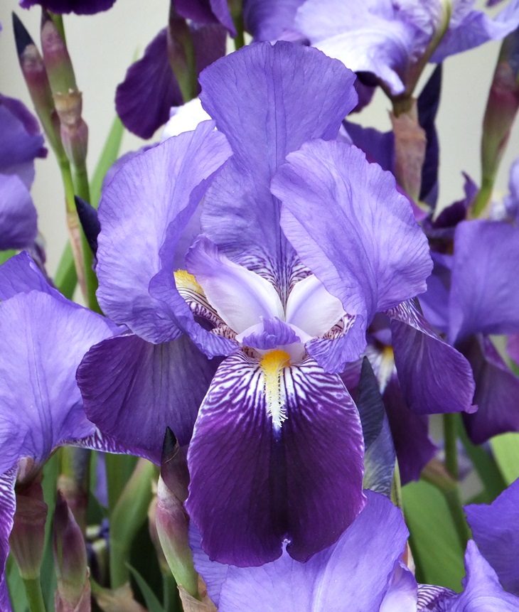 Sigo siendo yo&nbsp;(2018)