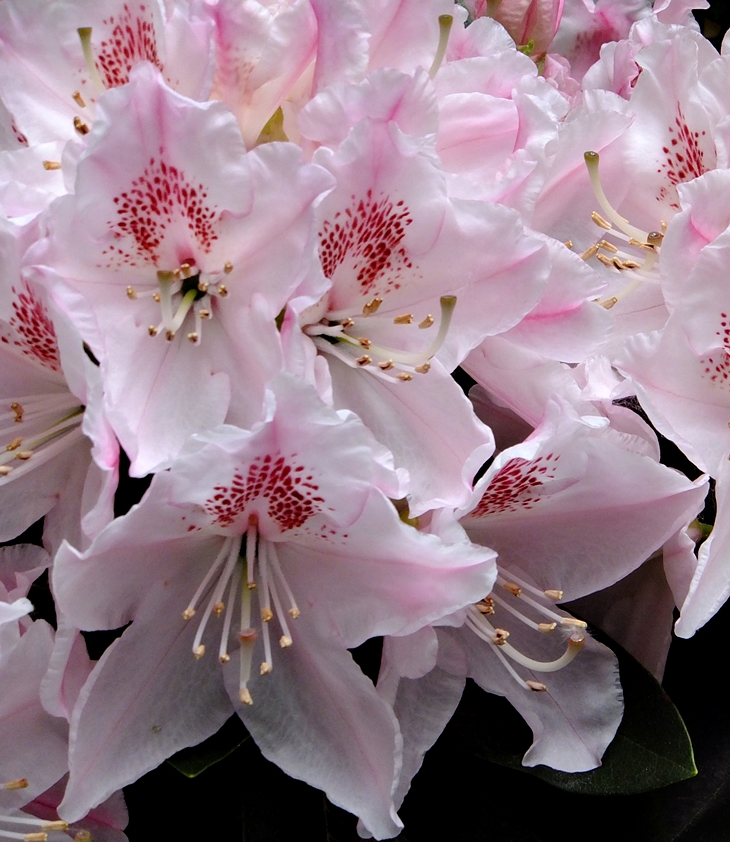 Las Hijas del Capitán&nbsp;(2018)