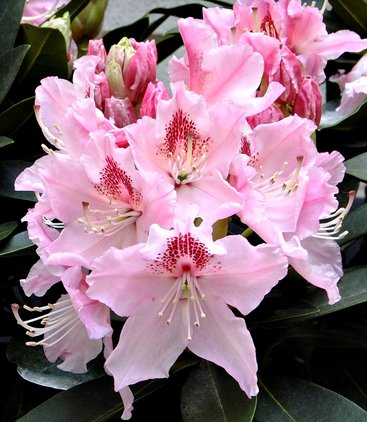 María Dueñas (1964)