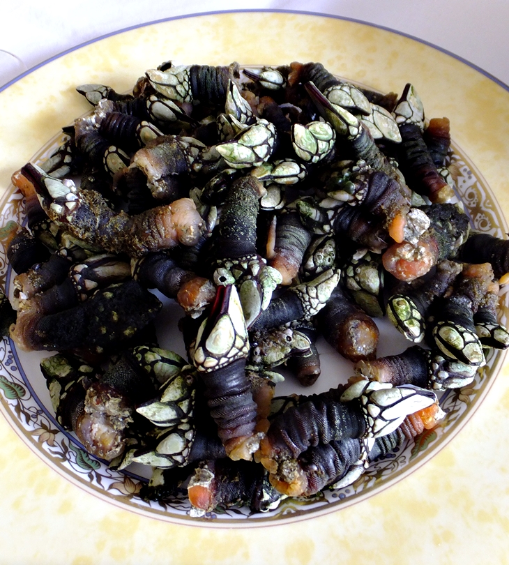 Percebes