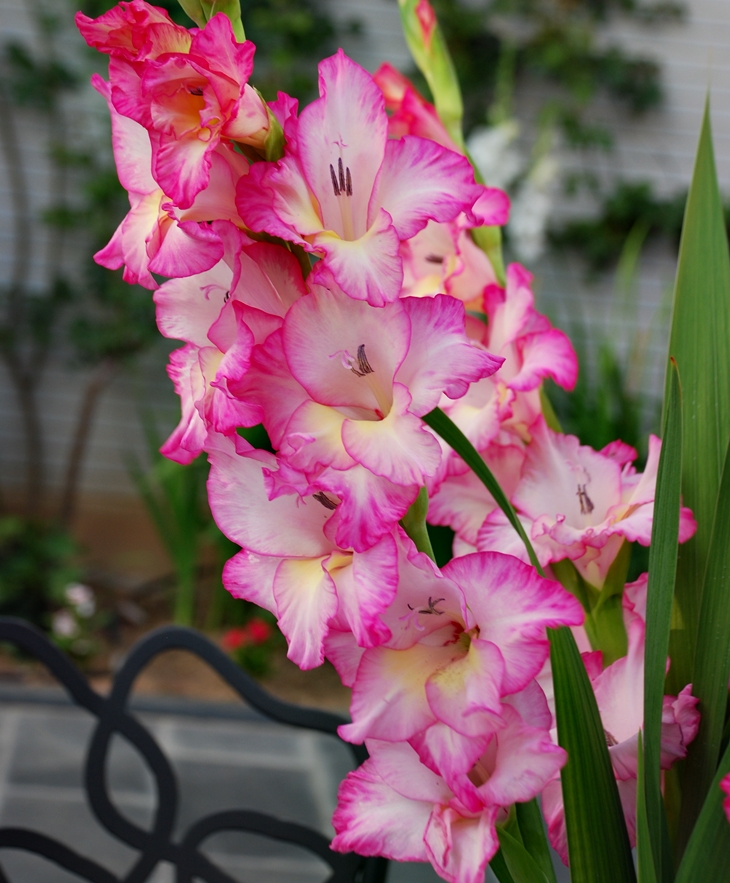 Gladiolos