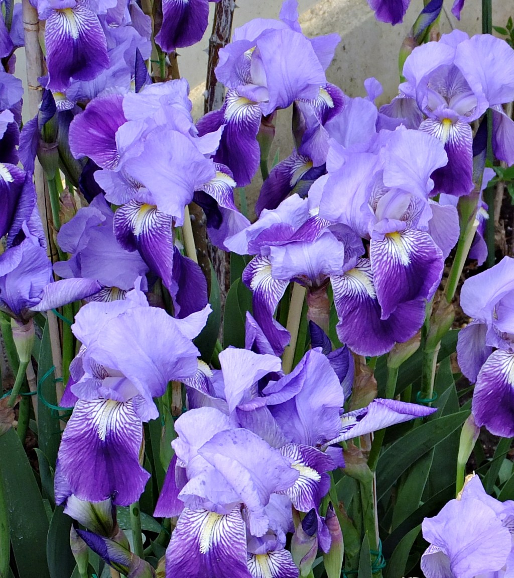 París para uno y otras historias&nbsp;(2016)