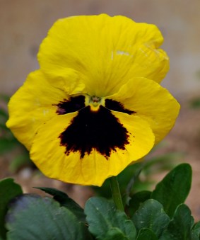 Sin compromisos personales D