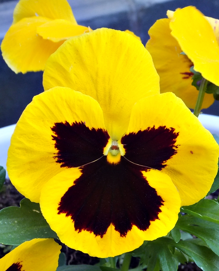 Quien luce cuerpo sale en la alfombra roja, quien luce cerebro sale de España