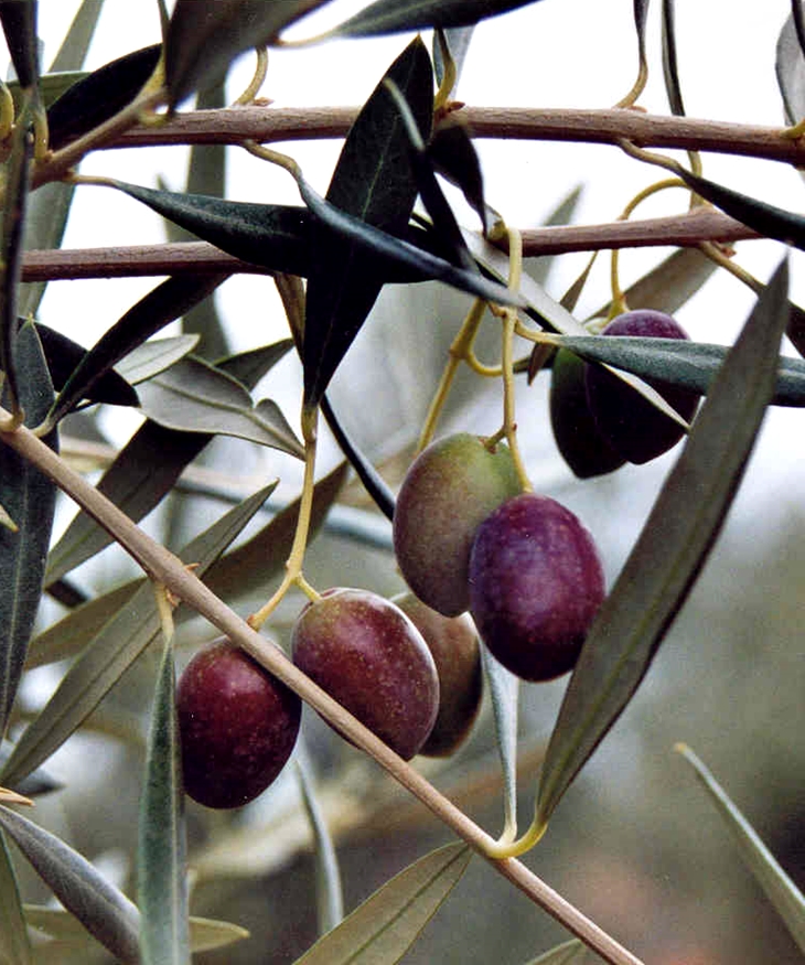 Dispara, yo ya estoy muerto&nbsp;(2013)