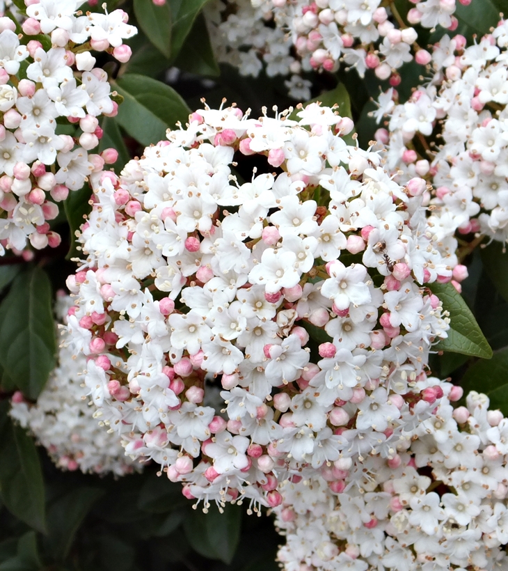 Julia Navarro (1953)