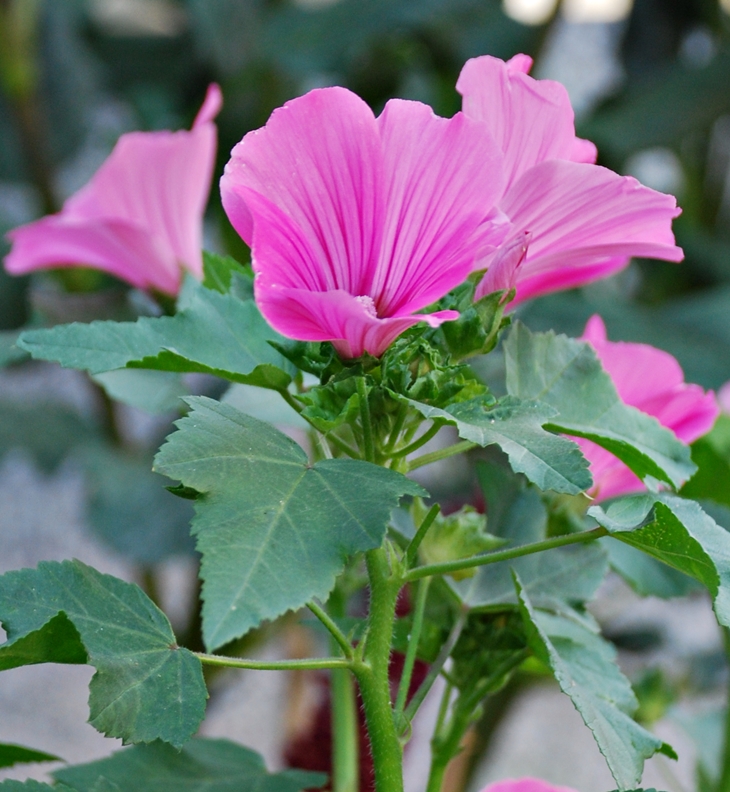 Malva Rosa