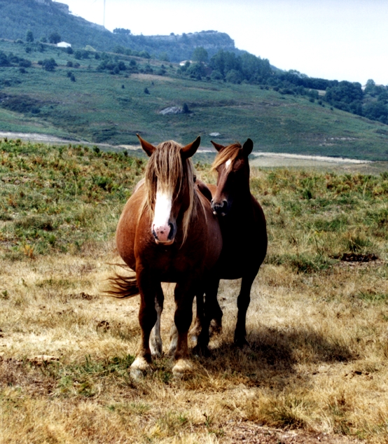 Torres de Malory 8. Curso de verano&nbsp;(2009)