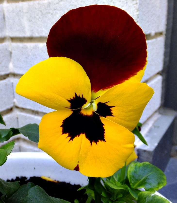 Elecciones a la vista