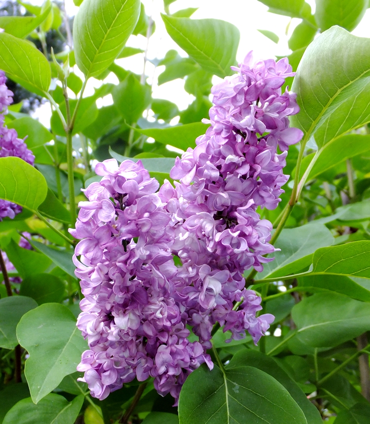 Jude Deveraux (1947)