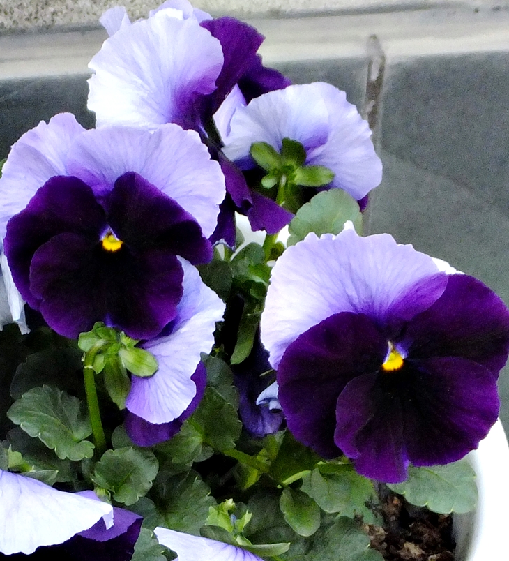 Principios democráticos