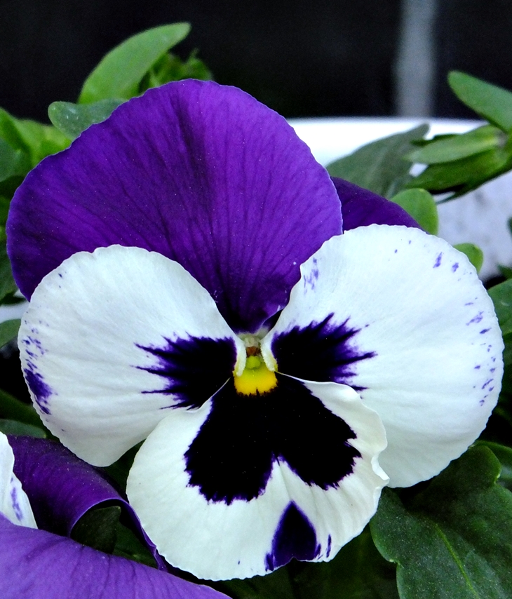 Segundo, los representantes