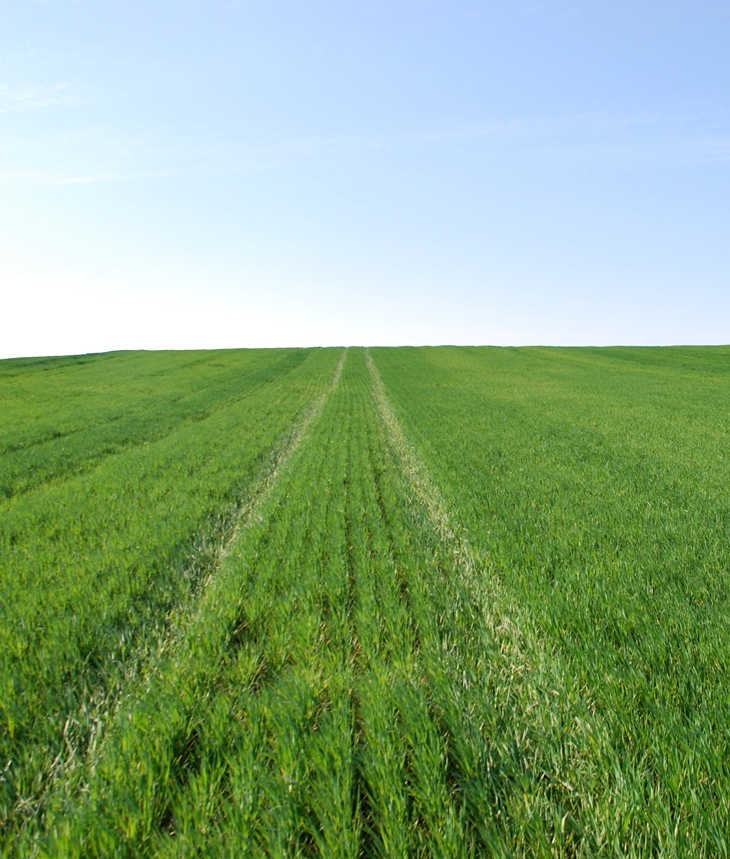 Campos de cultivo en&nbsp;primavera