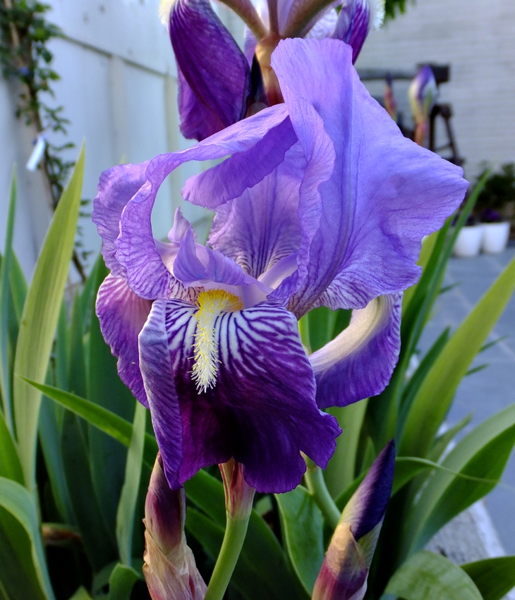 Plantas 2019. Primeras flores&nbsp;primaverales