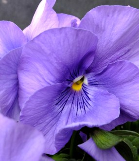 Móviles no molesten D