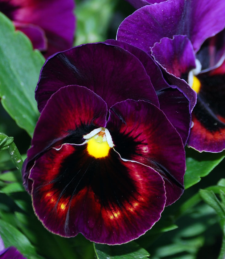 Monarquía o república, eterno dilema