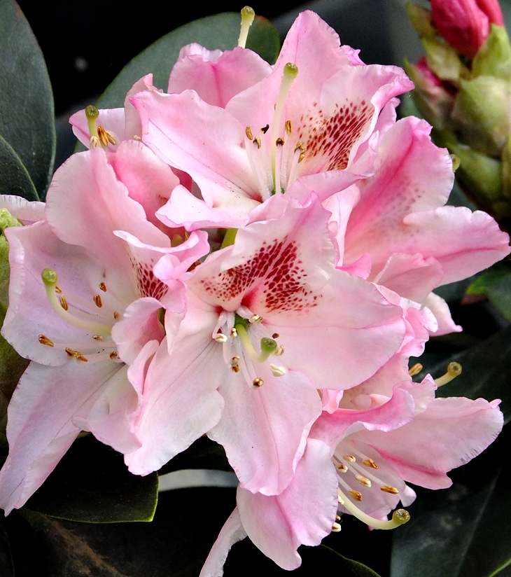 Rododendros