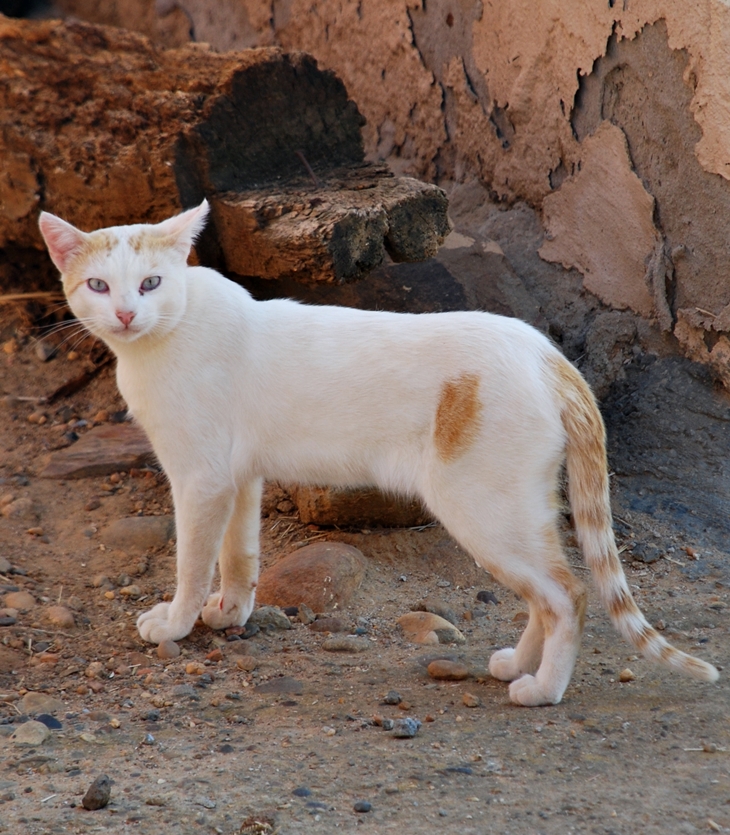 Si pudiera volar – If I Could Fly…&nbsp;(2018)