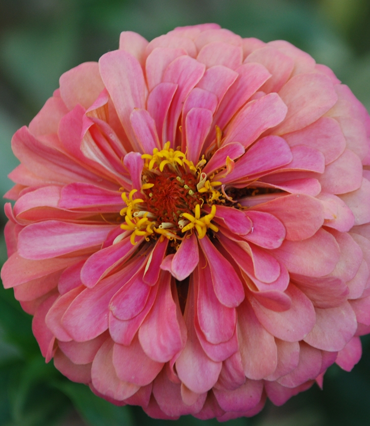 Zinnia