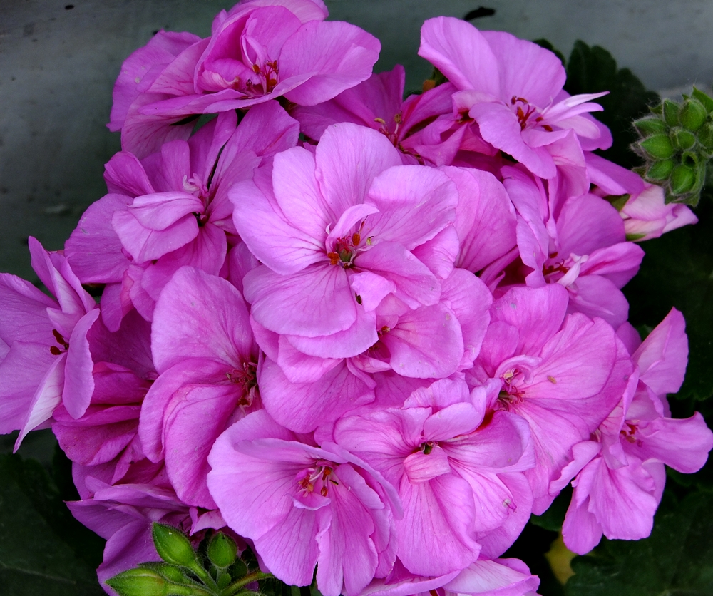 Feliz Día de la Madre 2019