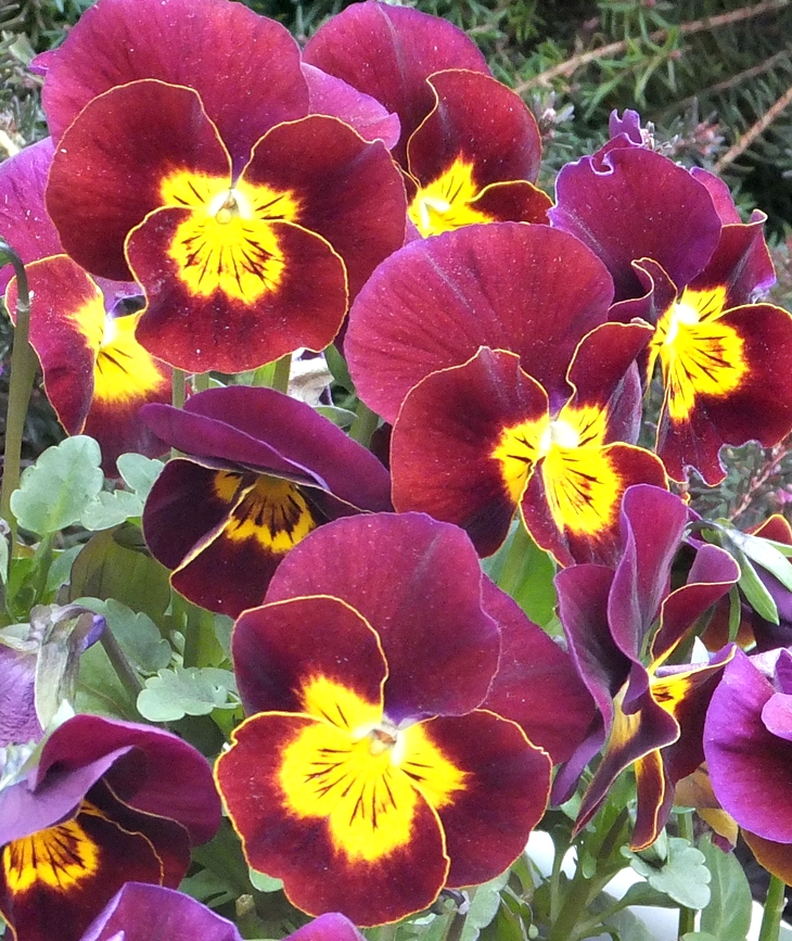 Homogeneidad y coordinación en la Administración pública