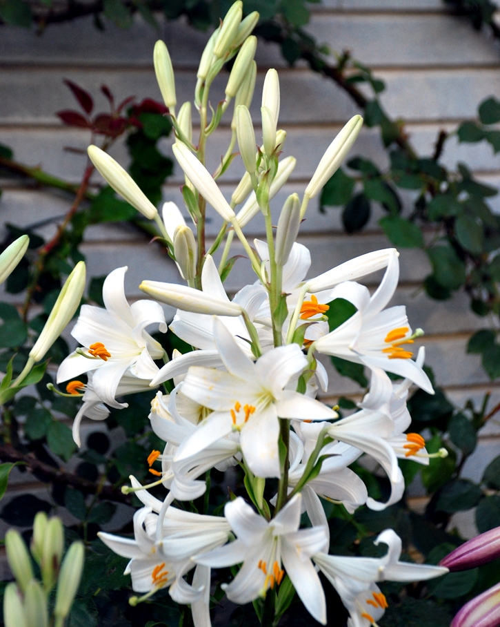 Azucenas (Lilium candidum)