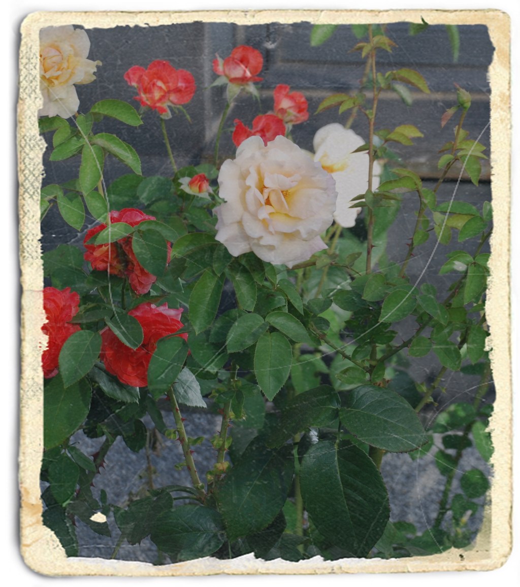 El jardín olvidado&nbsp;(2008)