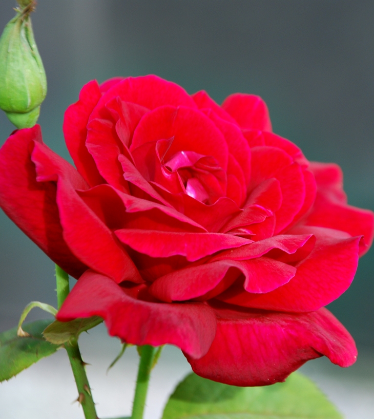 Retrato de la Lozana andaluza&nbsp;(1528)