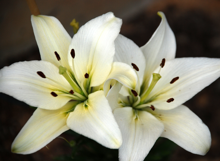 Las mellizas cambian de colegio&nbsp;(1941)