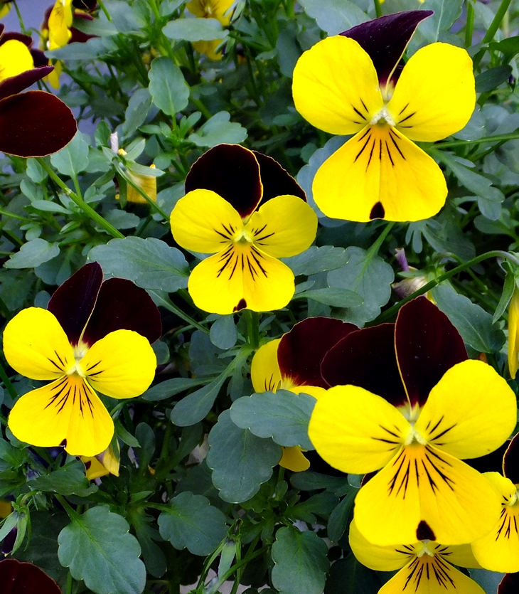 Equiparaciones económicas en la Administración pública