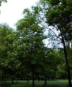 Asesinato Cenicienta D