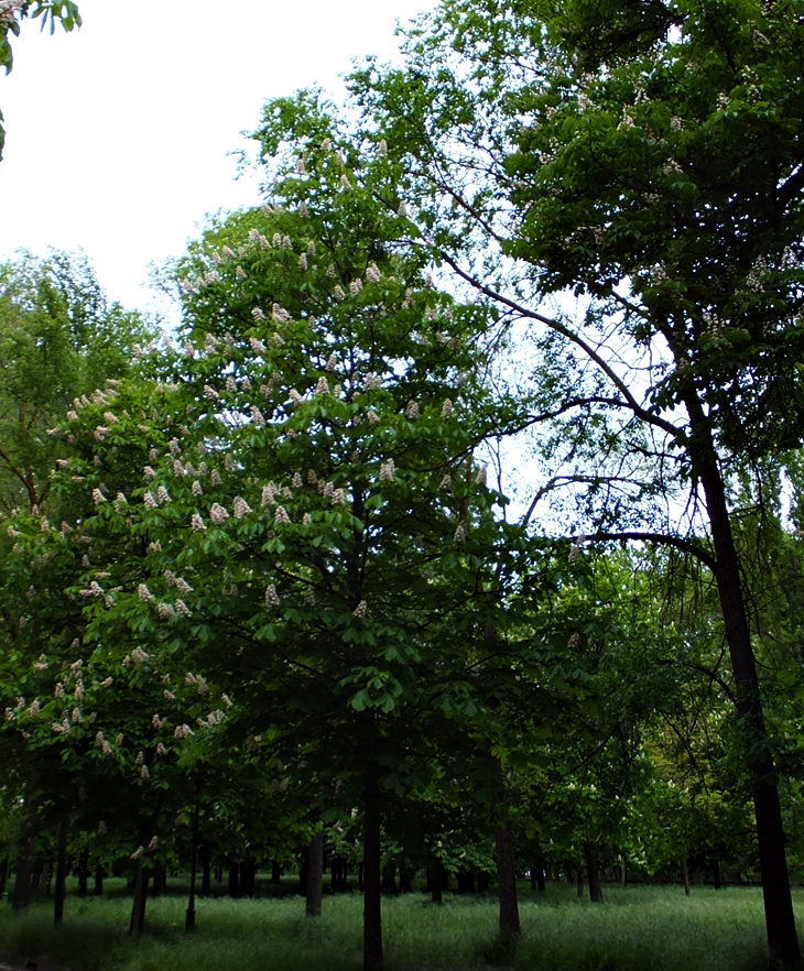 El asesinato de Cenicienta&nbsp;(2015)