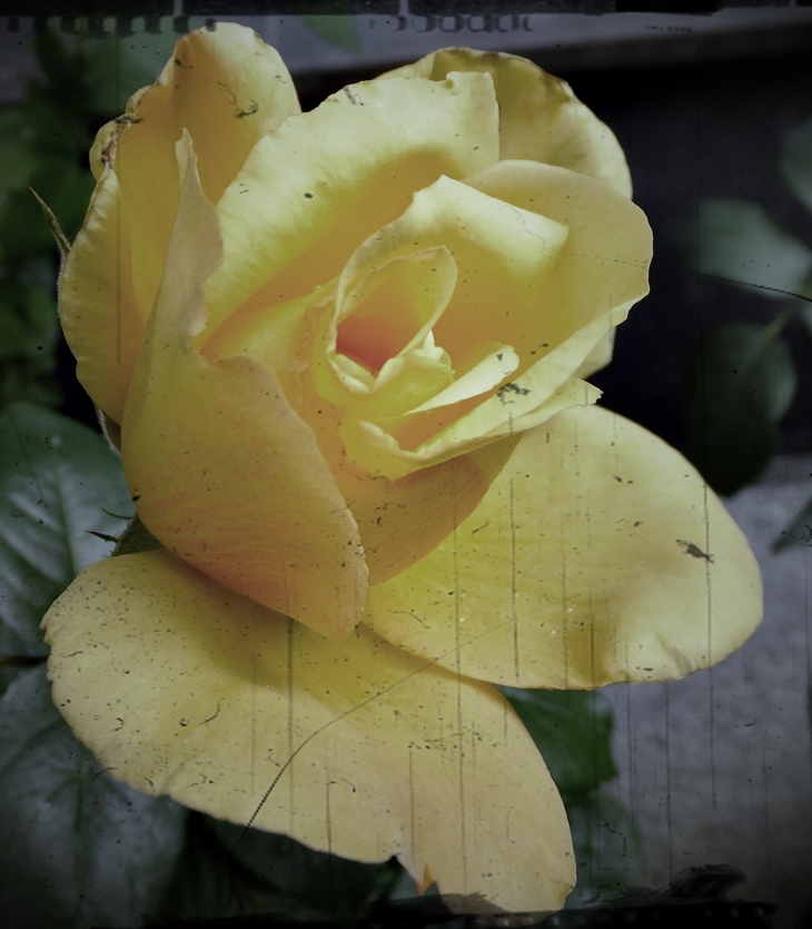 El último adiós&nbsp;(2015)