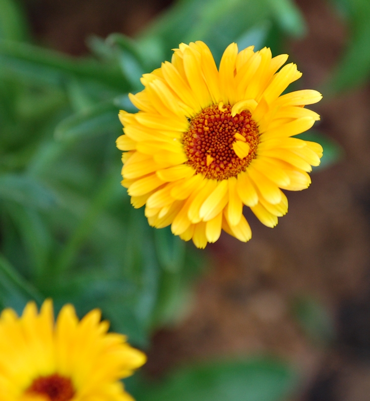 Flamenquilla (Calendula officinalis)