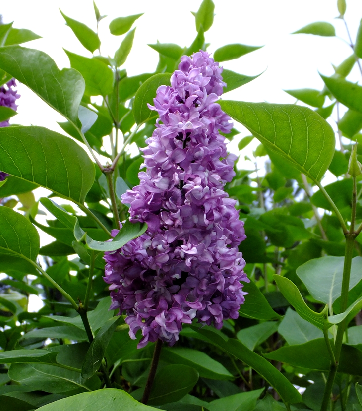 Me entrego a ti (2015)