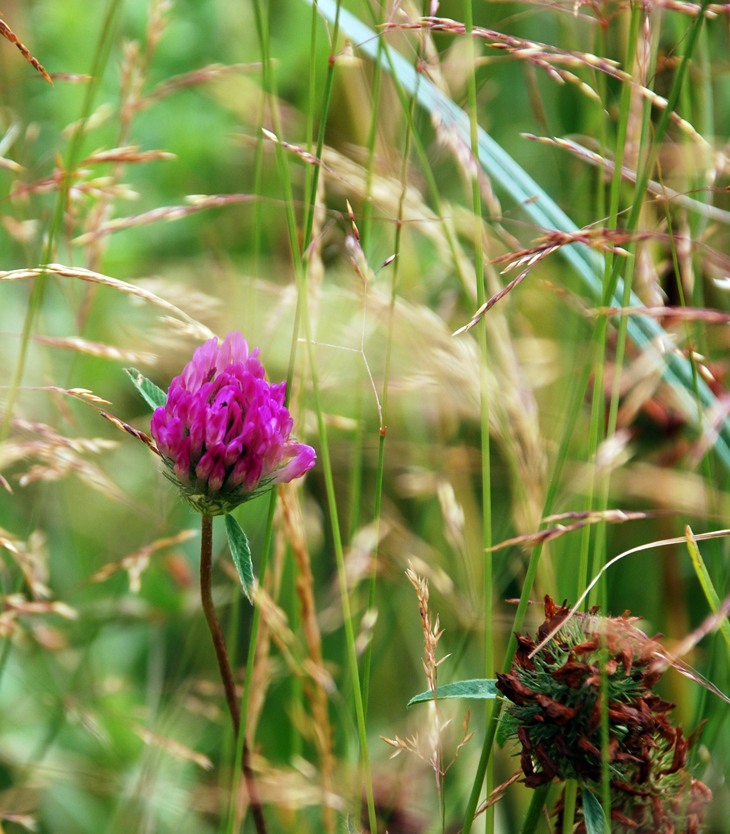 El caso de los extraños ramos de flores&nbsp;(2008)