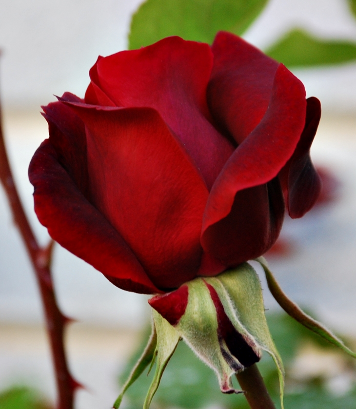 Hijas y esposas&nbsp;(1865)