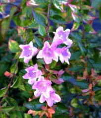 Jardinera plantada D